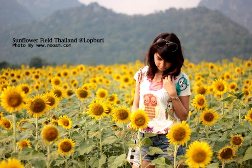 ทุ่งทานตะวัน เขาจีนแล จังหวัดลพบุรี ดอกไม้สวยๆ พร้อม วิวภูเขา พื้นที่กว่า 1400 ไร่